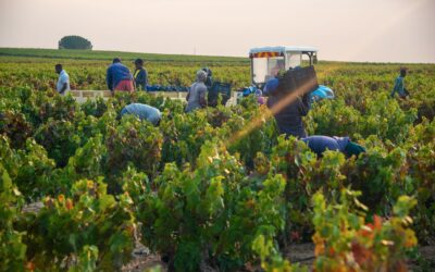Post Harvest Summary