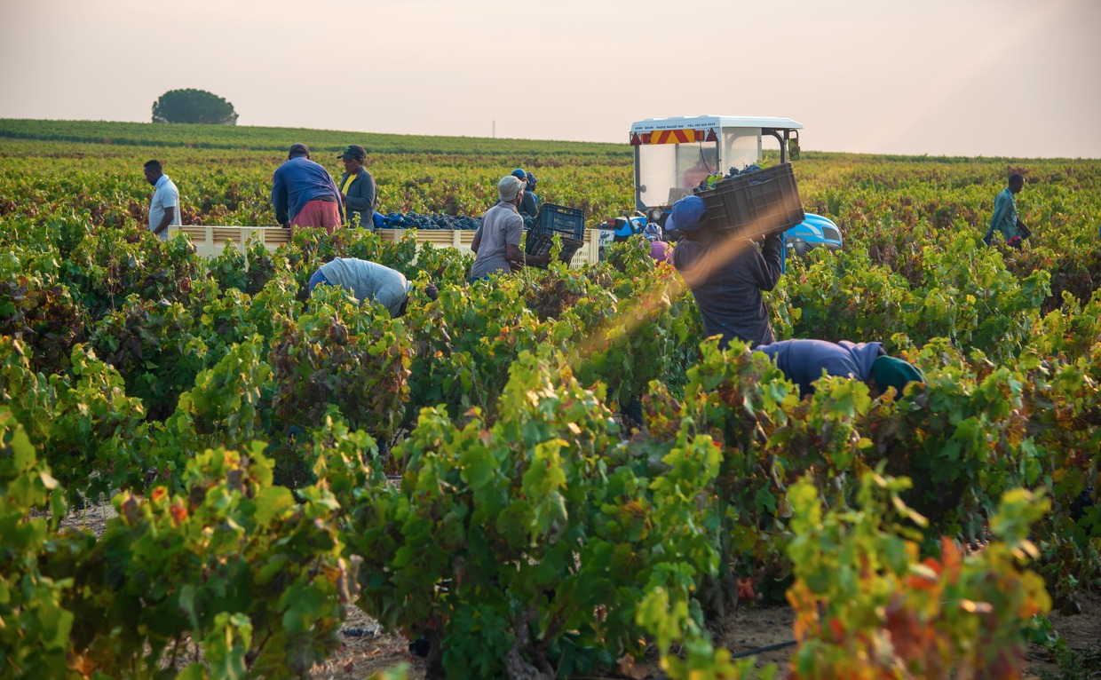 Beeslaar Pinotage, wine harvest 2026, premium wine, best South African Pinotage, investment wines, 2026 harvest report